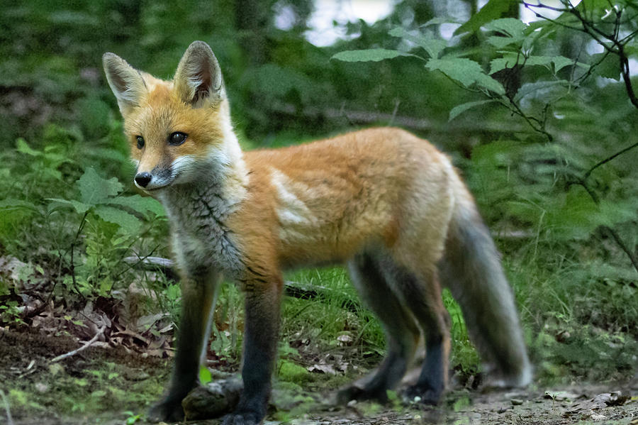 Young red fox looking to play Photograph by Dan Friend