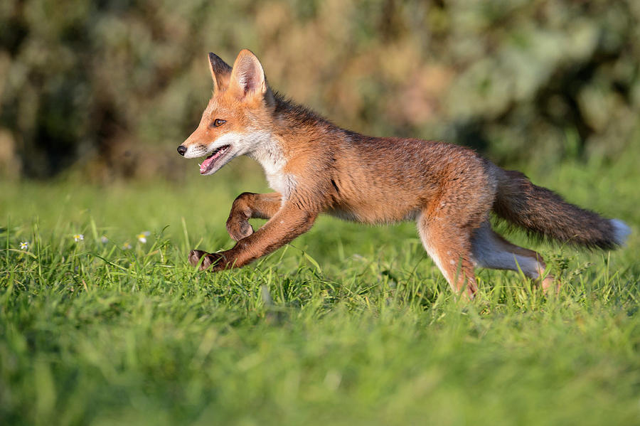 Young Red Fox Running Drawing by McPhotoRolfes