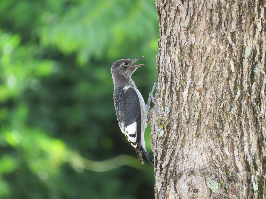 Young Red-headed Woodpecker Photograph