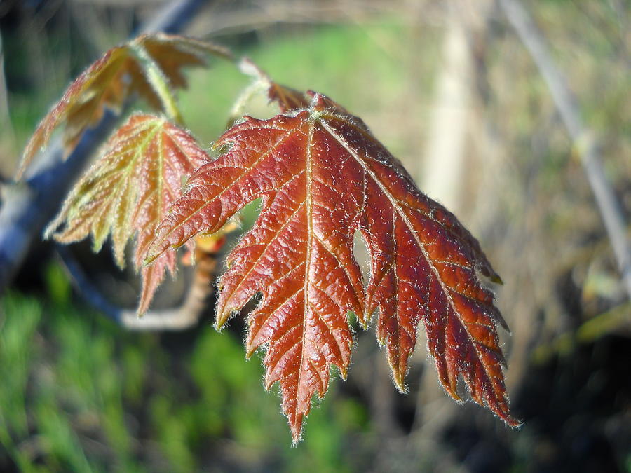 Young Red Maple Leaf in May Photograph by Kent Lorentzen