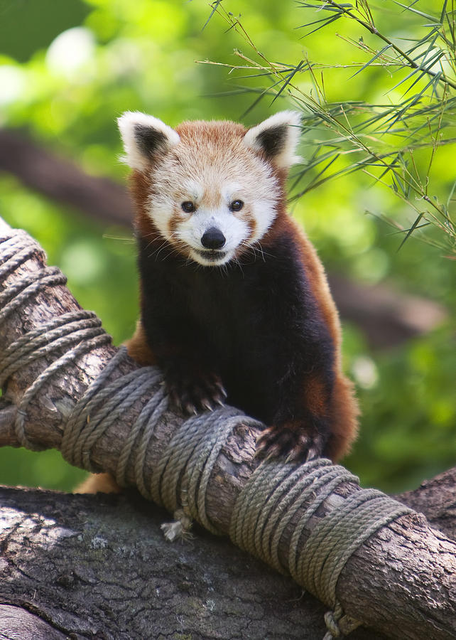 Young Red Panda Photograph