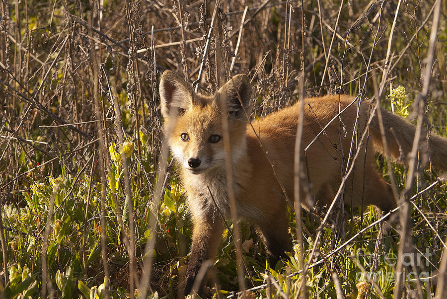 Young Red-Tailed Fox Photograph by Dennis Hammer