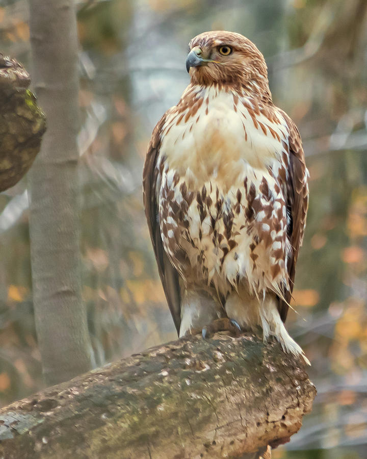 Albums 97+ Images young red tail hawk pictures Stunning