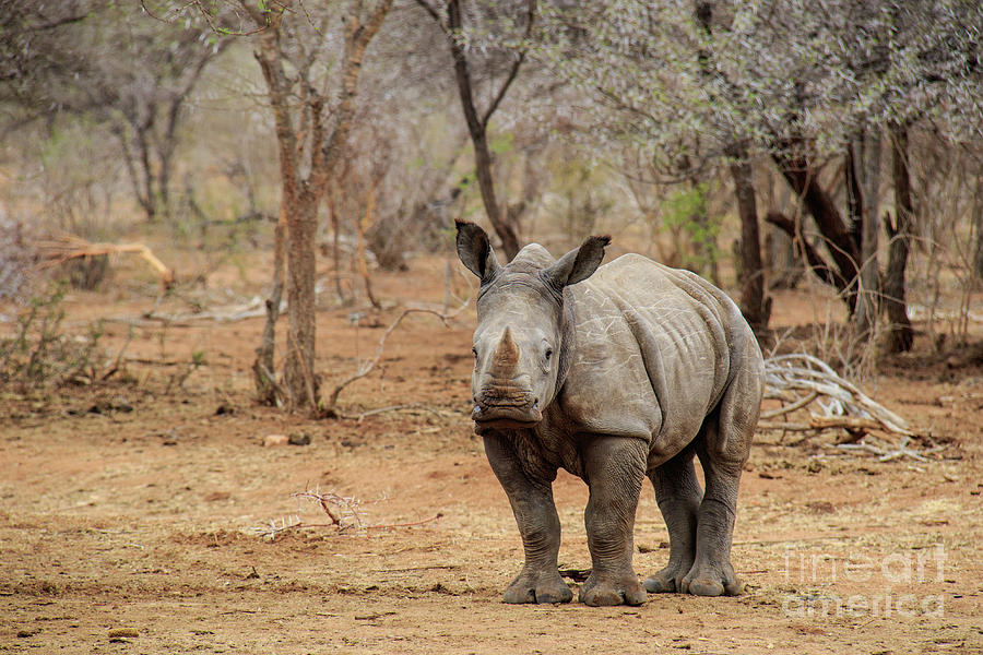 Young Rhino Photograph by Jennifer Ludlum