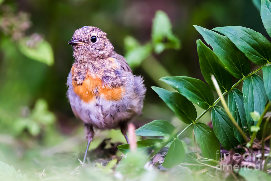 Young Robin Photograph by Torbjorn Swenelius