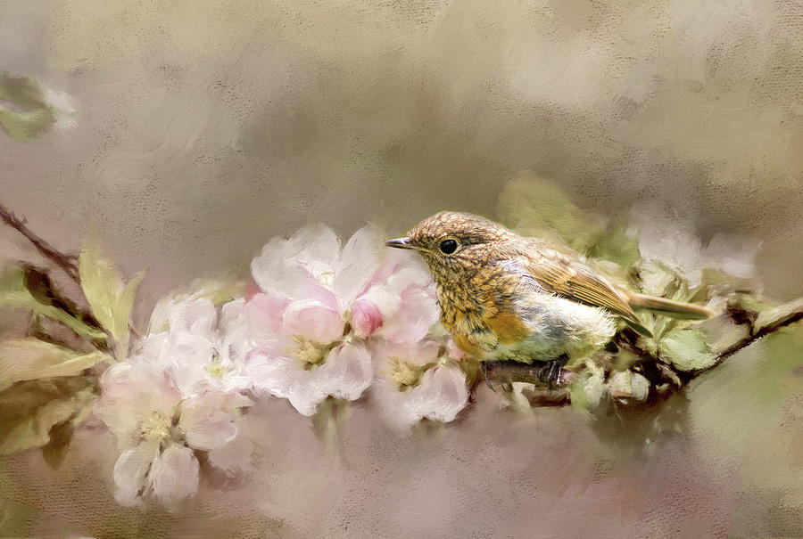 Young Robin with Blossom Photograph by Robert Murray - Fine Art America