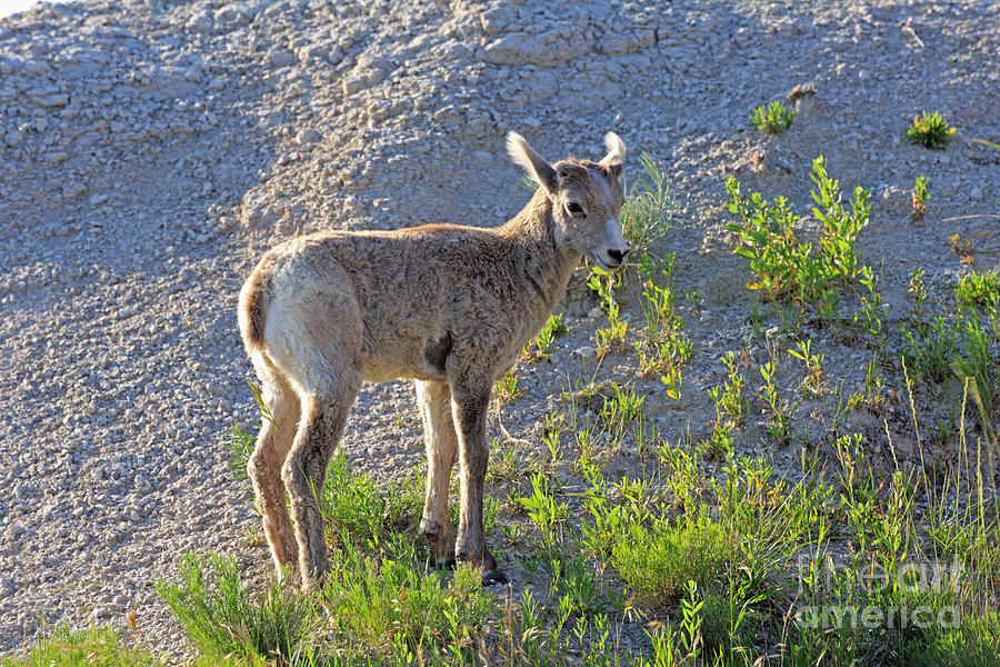 Young Rocky Mountain Bighorn Sheep Photograph by Louise Heusinkveld