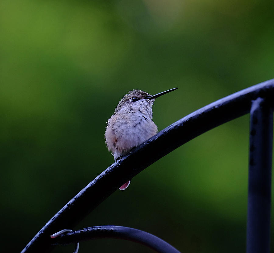 Young ruby-throated hummingbird Photograph by Ronda Ryan