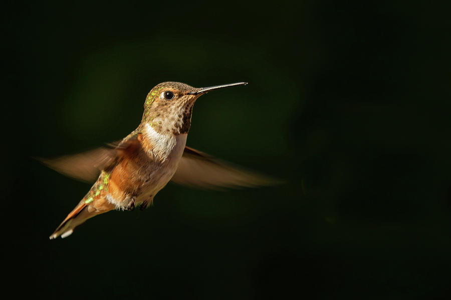 Young Rufous Hummingbird Photograph by Inge Riis McDonald