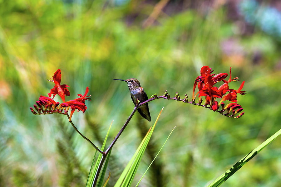 Hummingbird Photograph - Young Rufous Hummingbird Perched on Flower by David Gn