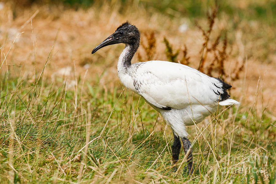 Young Sacred Ibis Photograph by Nick  Biemans