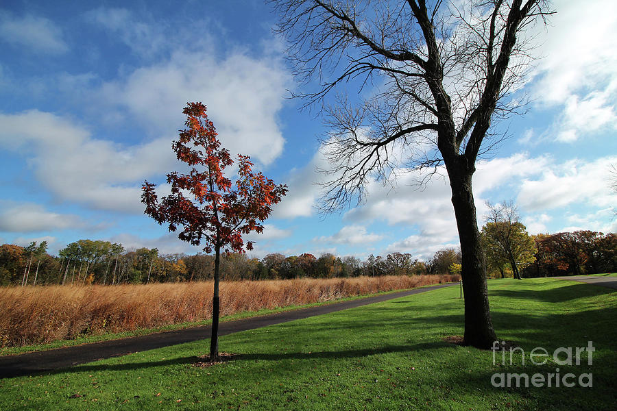 Fall Photograph - Young Sapling in Autumn by Jimmy Ostgard