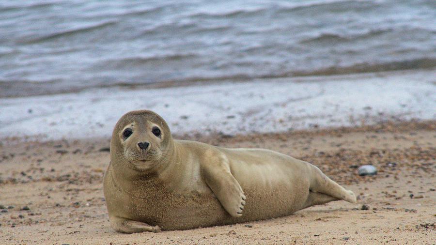 Seal Photograph - Young seal pup on beach - Horsey, Norfolk, UK by Gordon Auld