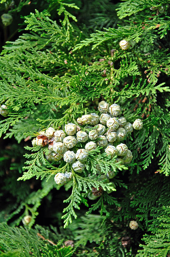 Lawson Cypress, Young Seed Cones Photograph by Rod Johnson