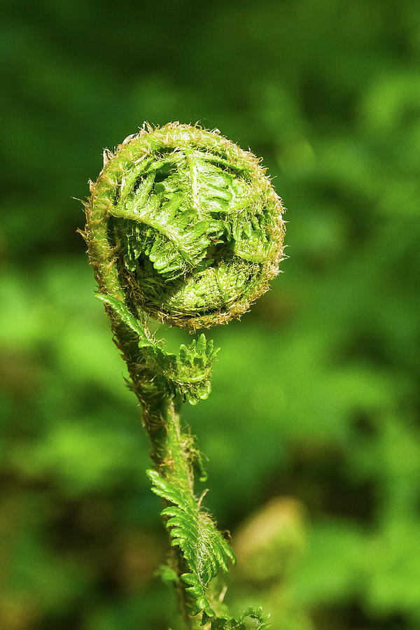 Young shoot of fern - 1 Photograph by Paul MAURICE