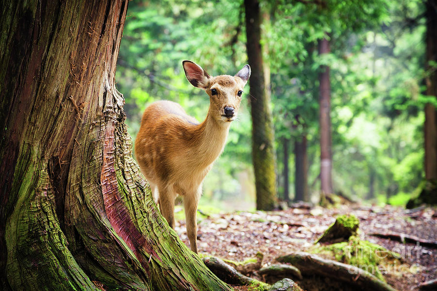 Young sika deer in Nara Park Photograph by Jane Rix