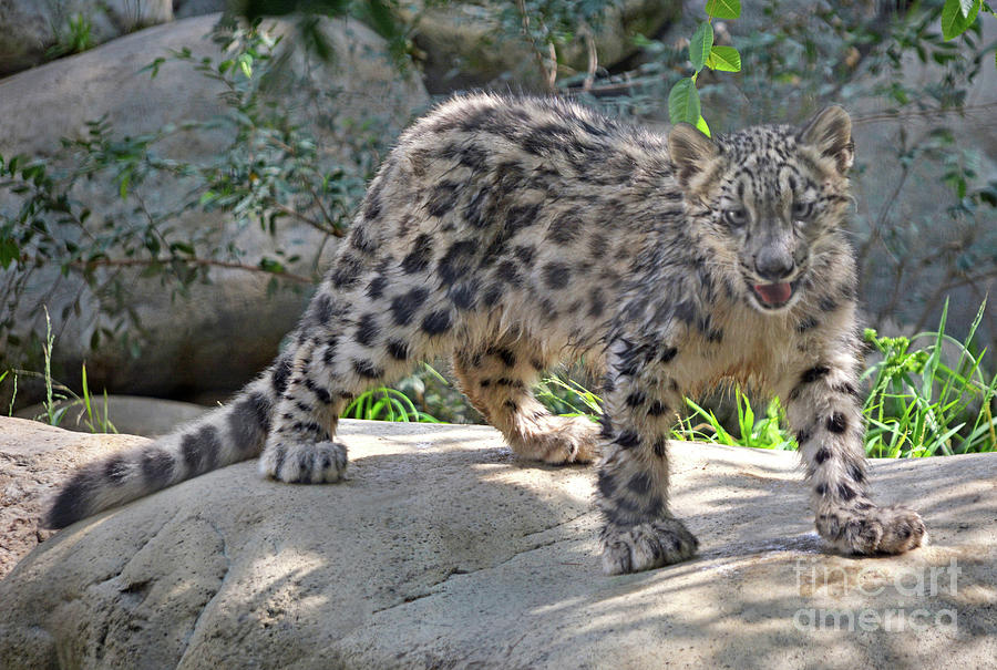 Los Angeles Photograph - Young Snow Leopard by Dan Holm