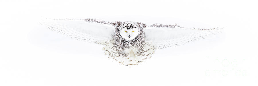 Snowy Owl Photograph - Young Snowy In Flight by Todd Bielby Snowy Owl Photograph - Young Snowy In Flight by Todd Bielby