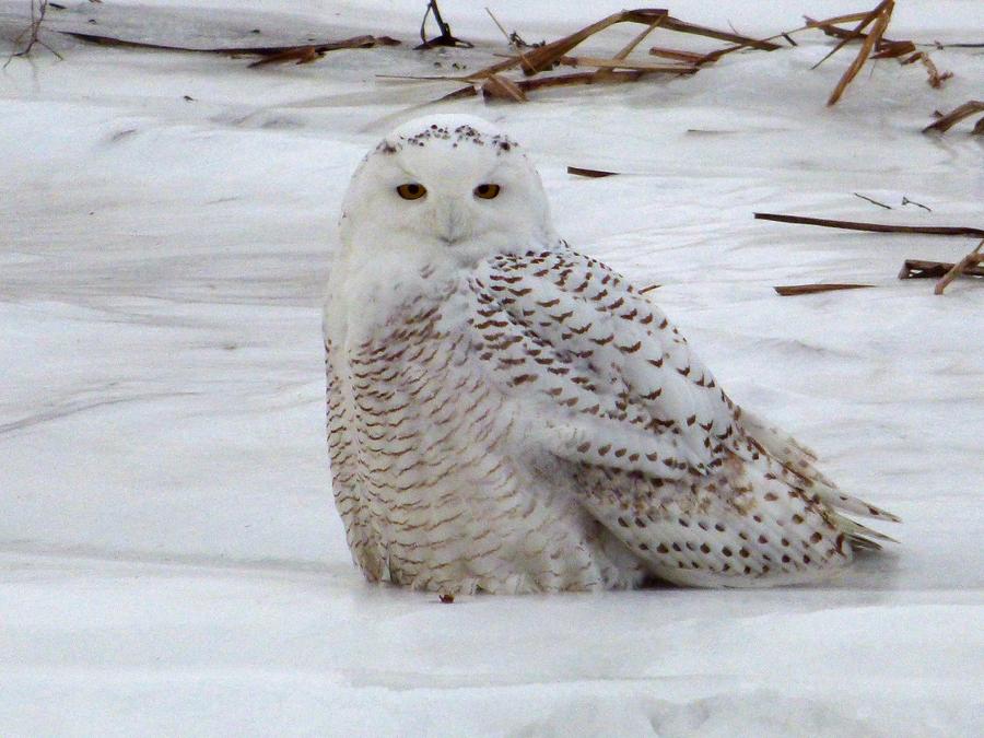 Winter Photograph - Young Snowy Owl by Jo-Ann  Matthews