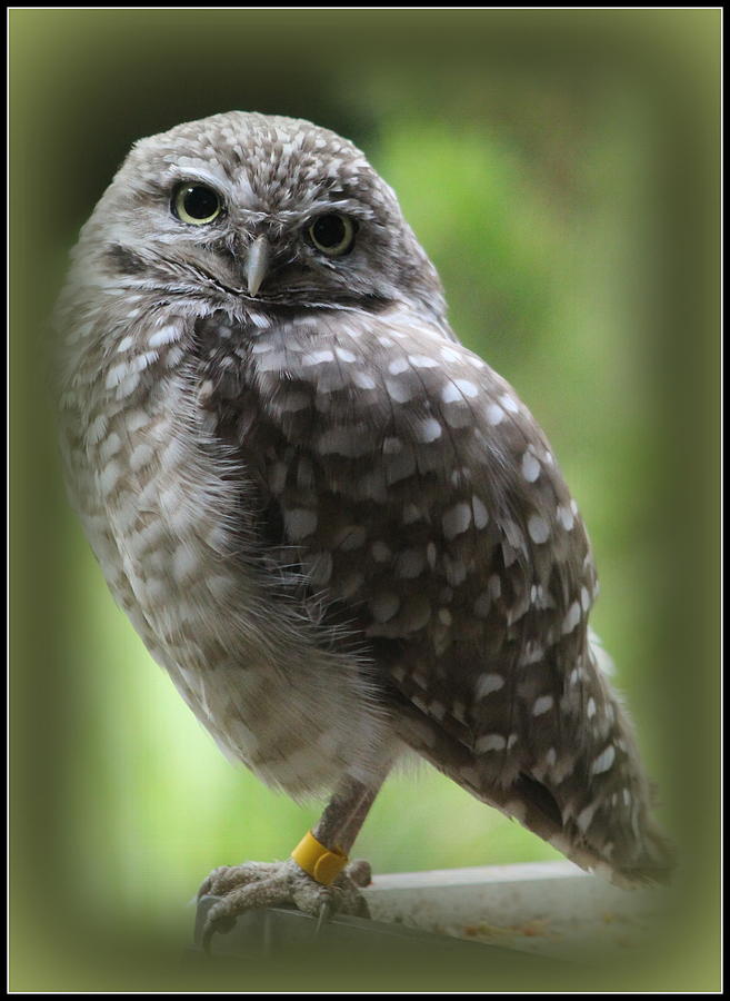 Young Snowy Owl Photograph by Dora Sofia Caputo