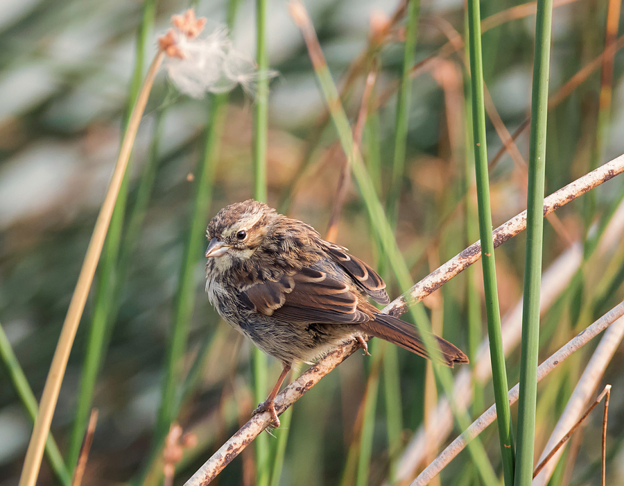 Young Song Sparrow Photograph by Loree Johnson
