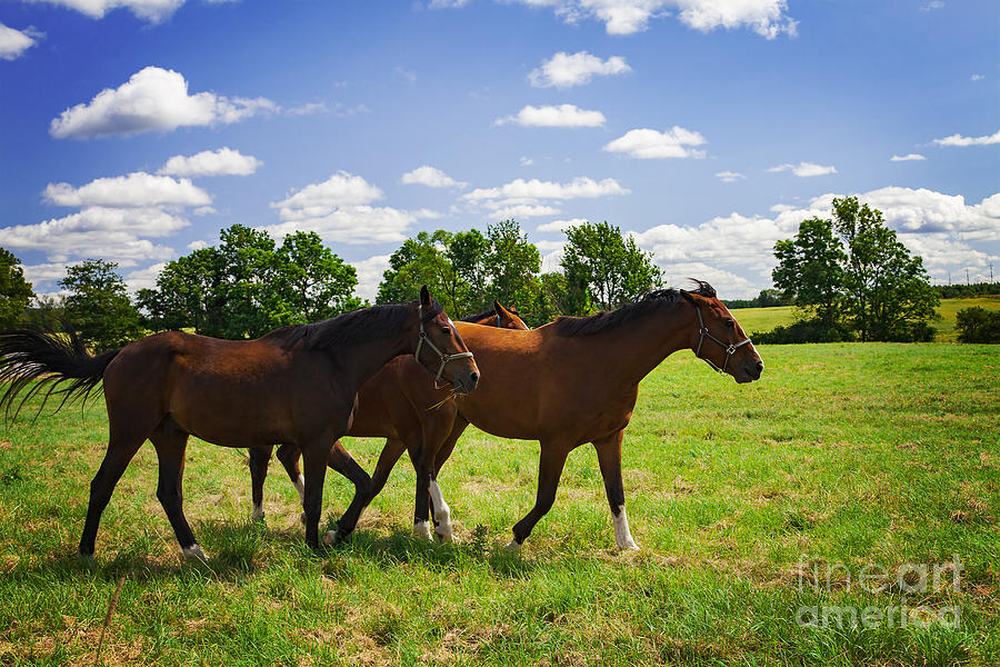 Young stallions Photograph by Sophie McAulay
