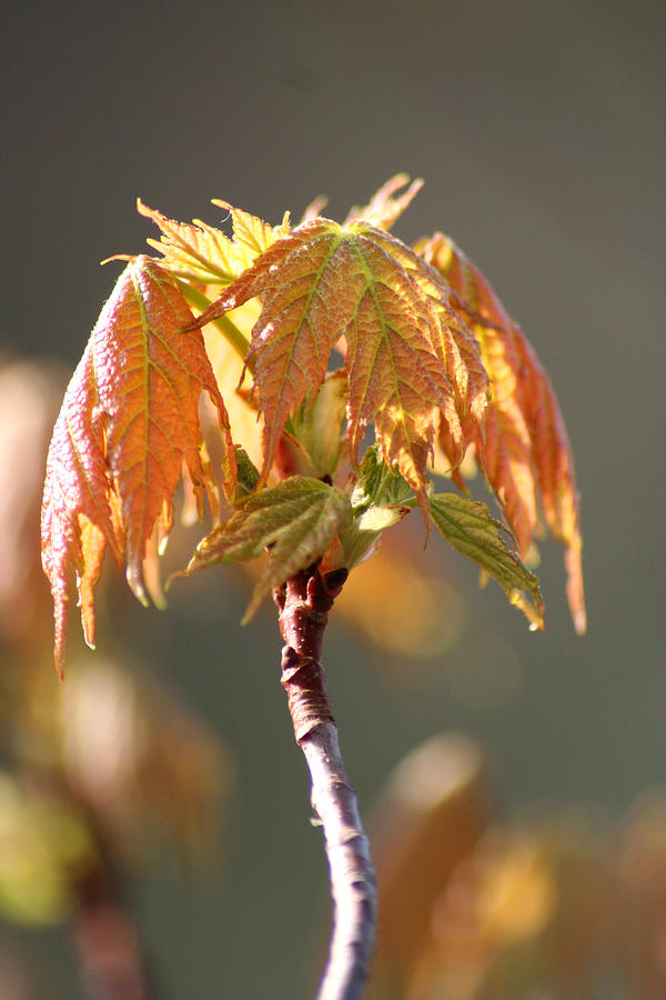 Young Sugar Maple Leaves Photograph by Brook Burling