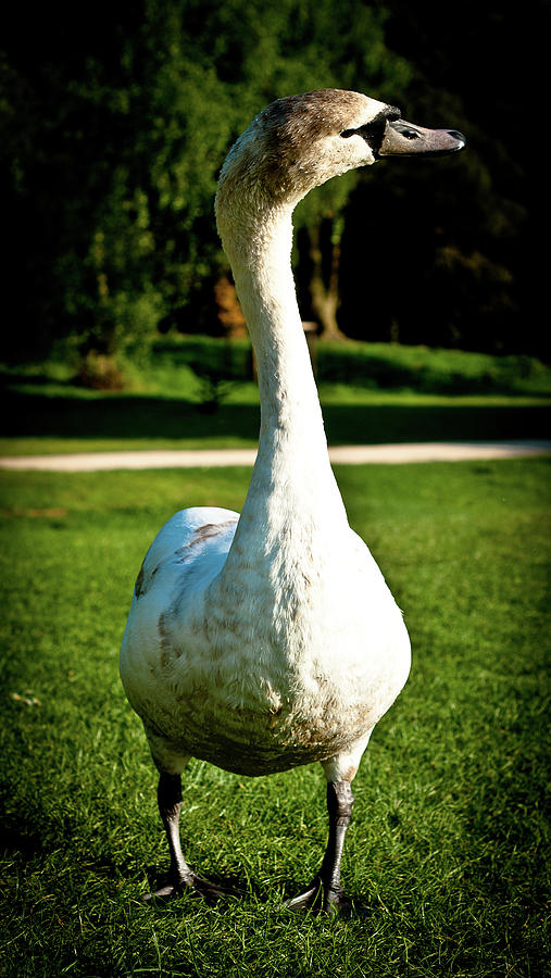 Swan Photograph - Young swan by Paul Jarrett