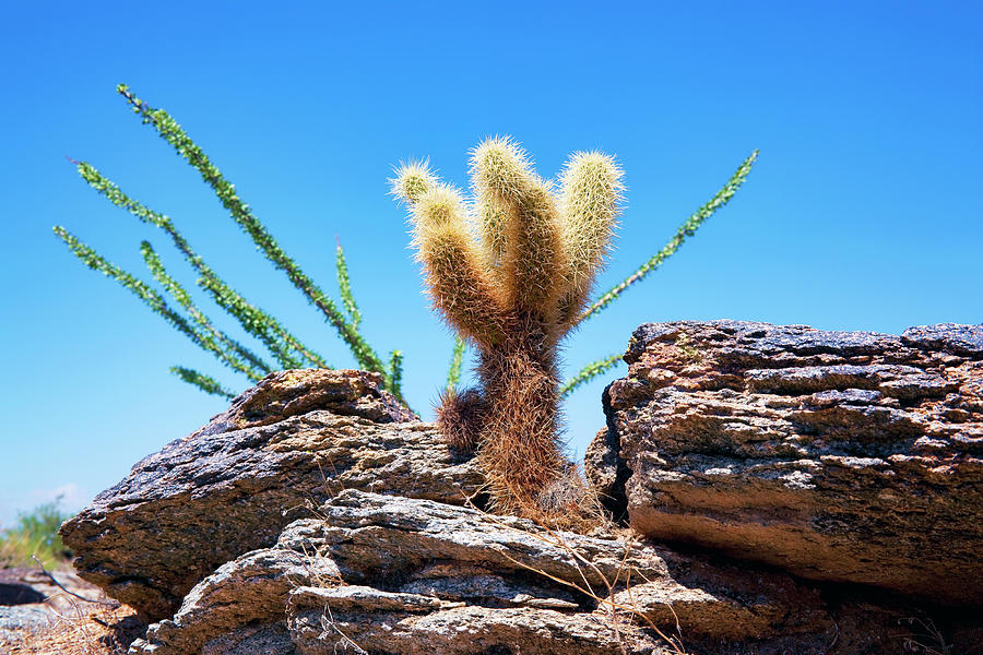 Young Teddy Bear Cholla Photograph by Kelley King