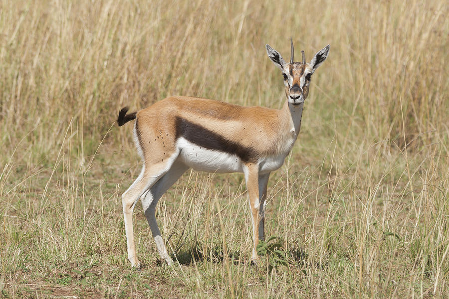 Young Thomson's gazelle stands staring at camera Photograph by Ndp