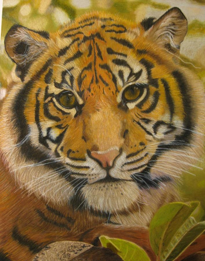 Young Tiger Drawing by Lori Hanks - Pixels