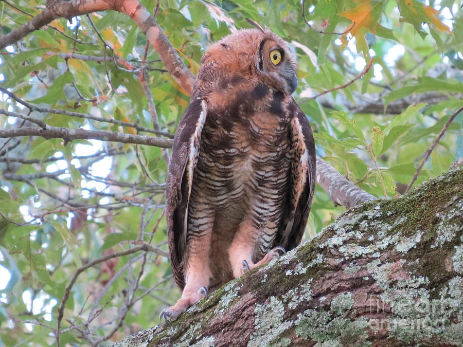 Young Tiger Owl 2 Photograph by Charles Green | Fine Art America