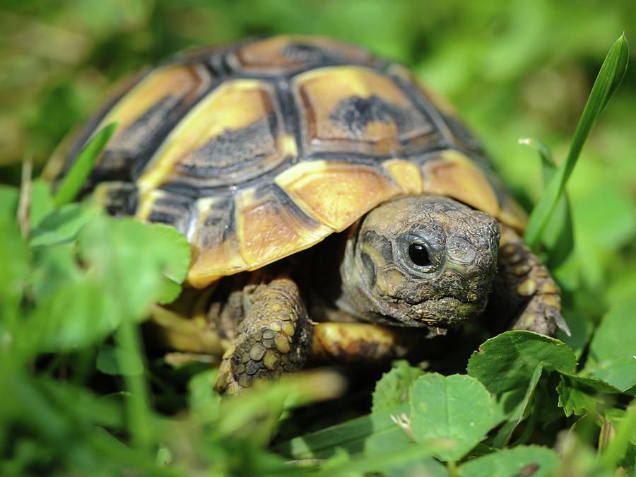 Young tortoise wandering throuph the green grass Photograph by Stefan ...