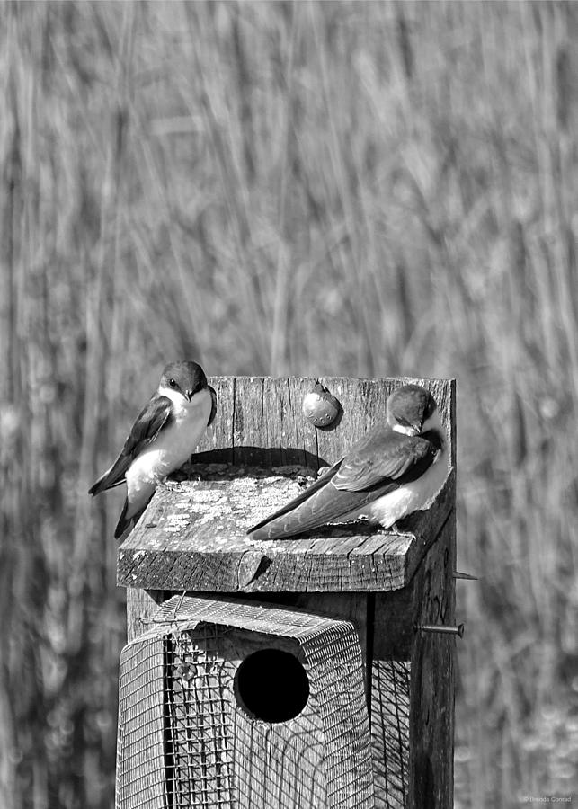 Swallow Photograph - Young Tree Swallows by Dark Whimsy