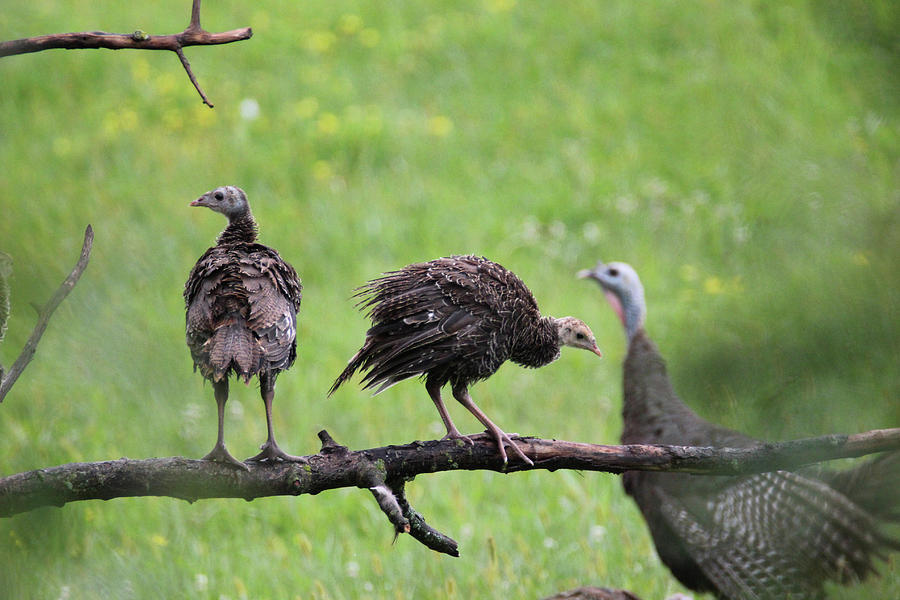 Young Turkeys 2 Photograph by Brook Burling