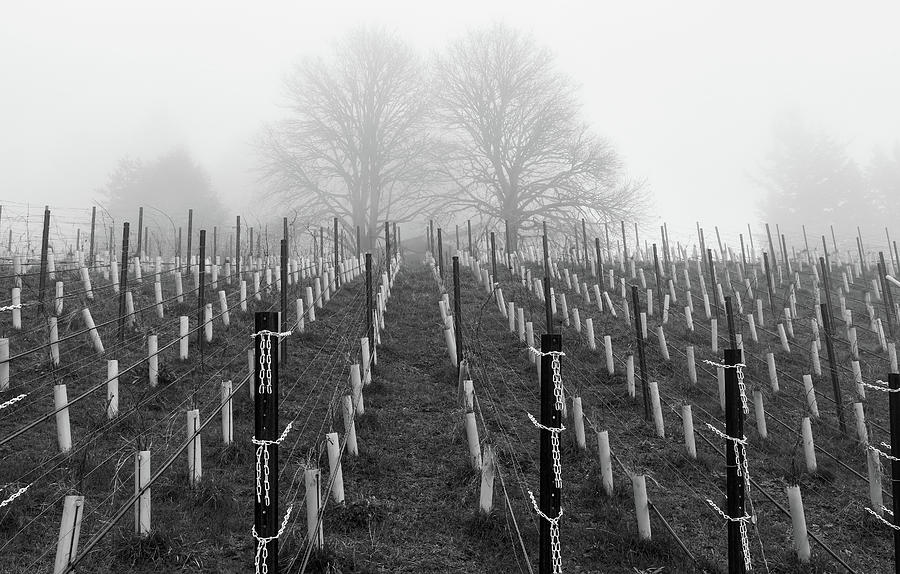 Young Vines BW Photograph by Jonathan Nguyen