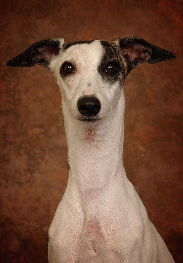 Dog Photograph - Young Whippet by Greg and Chrystal Mimbs