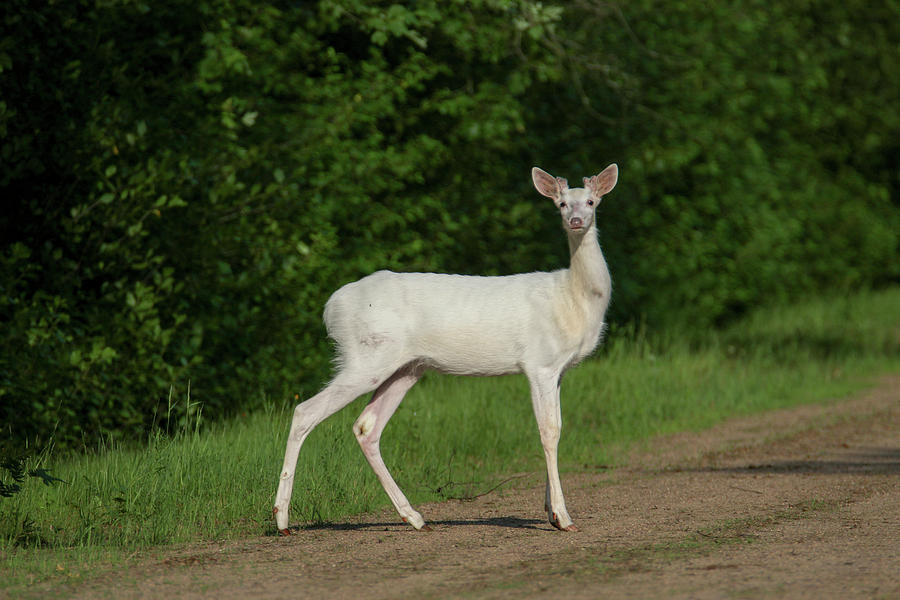 Young White Buck Photograph by Brook Burling