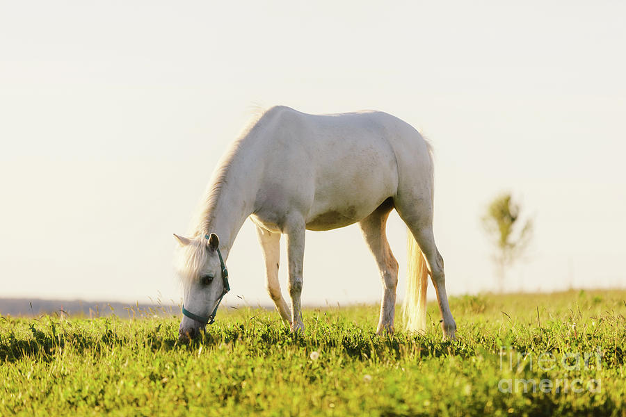 Young white horse eating grass from a field. Photograph by Michal Bednarek