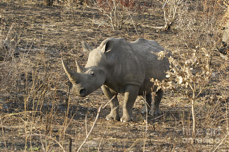 Young White Rhino Photograph by Brian Kamprath