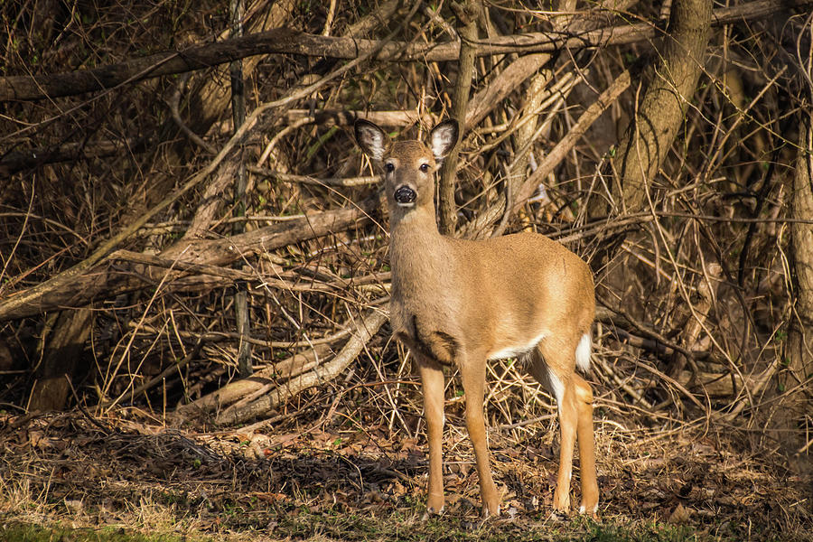 Young White Tail Deer Photograph by Bruce Pritchett