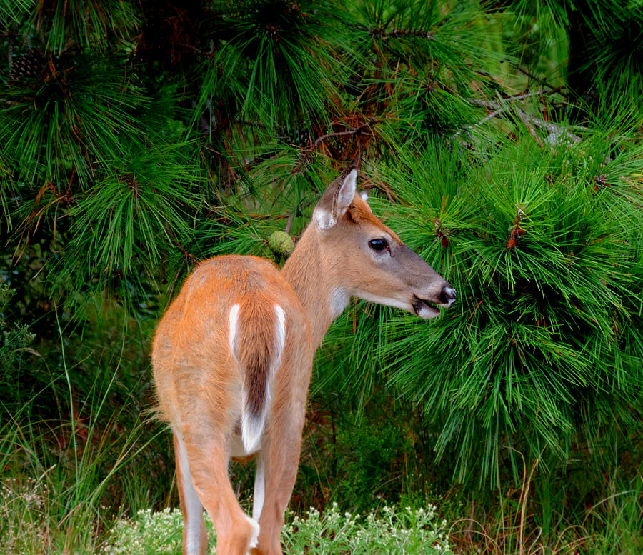 Deer Photograph - Young White-Tailed Buck 1 by Stephanie Kendall