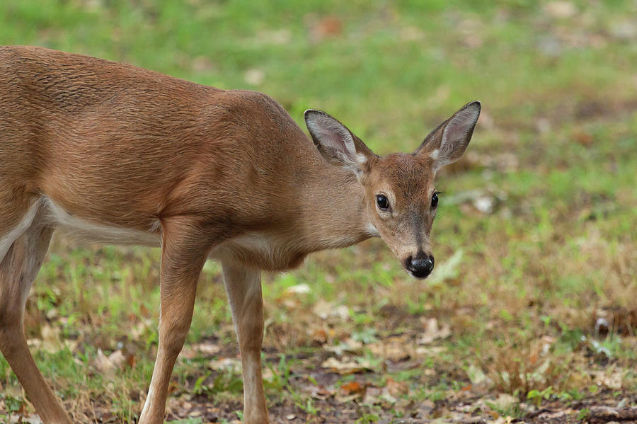 Young White-tailed Deer Photograph by Erin Cadigan