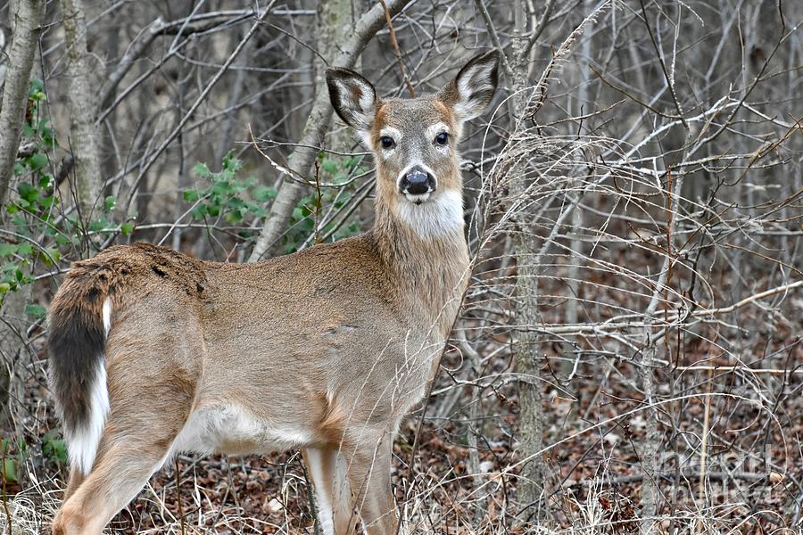 Young white-tailed deer Photograph by JL Images - Fine Art America