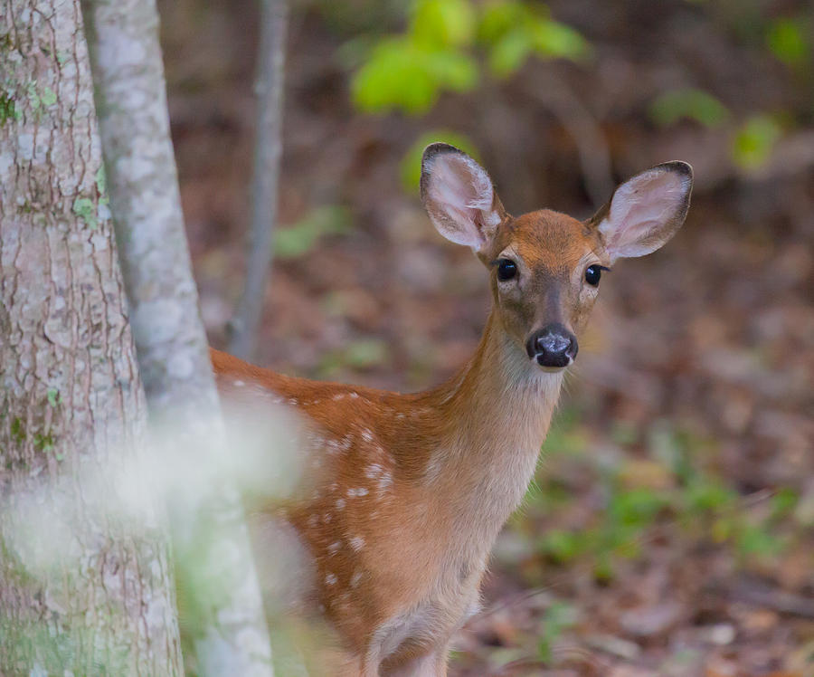 Young White Tailed Deer Photograph by Melinda Fawver