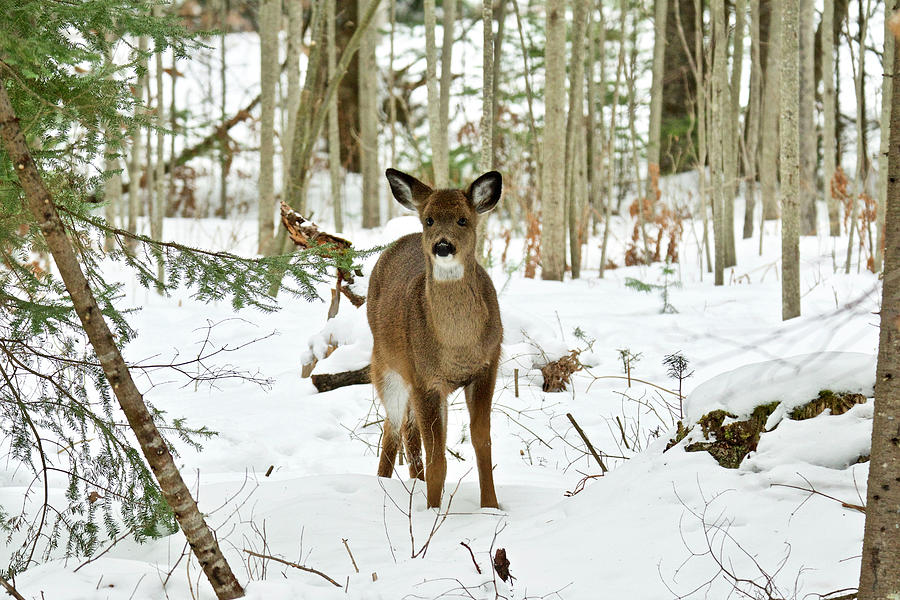 Young Whitetail 012 Photograph by Michael Peychich