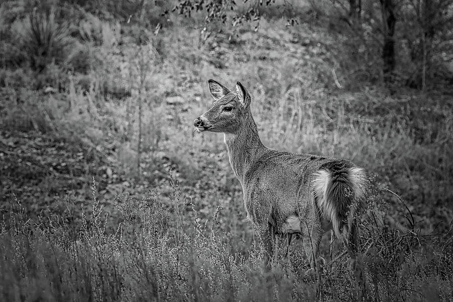Young Whitetail BW Photograph by Ernest Echols