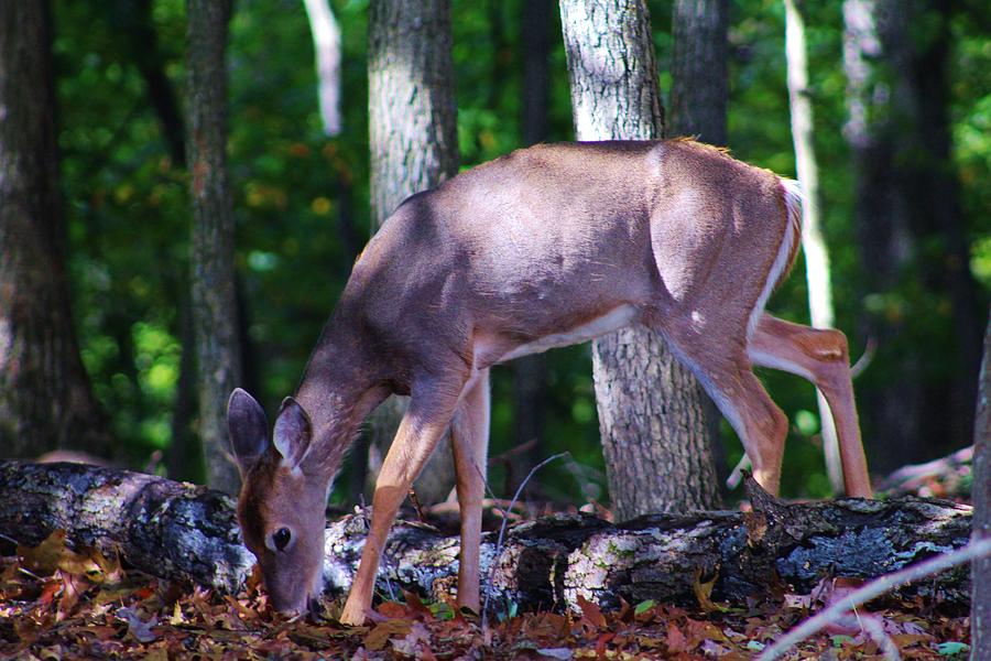 Young Whitetail Photograph by Charles Ray