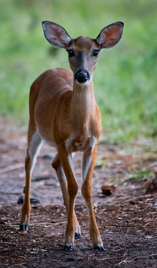 Young Whitetail Deer Photograph by Greg Waters