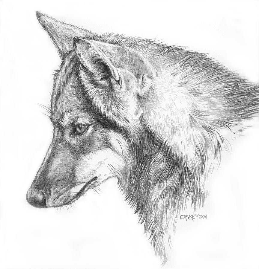 wolf drawing